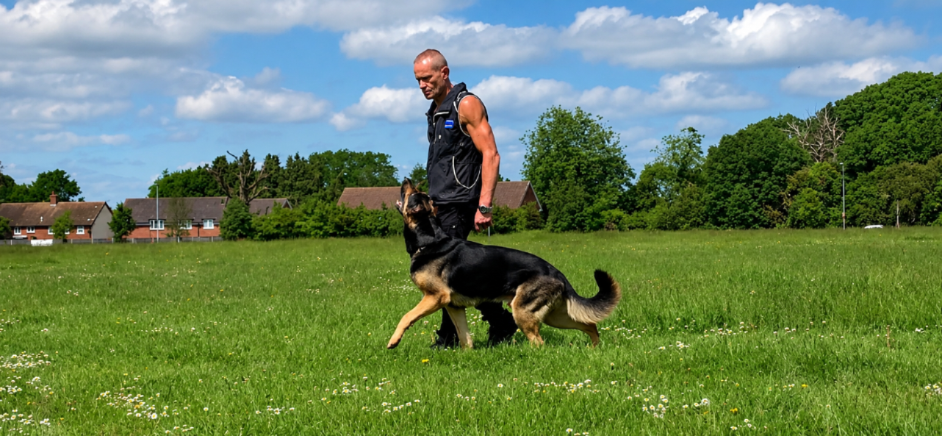 K9 Detection Specialists trainer working with a German Shepherd