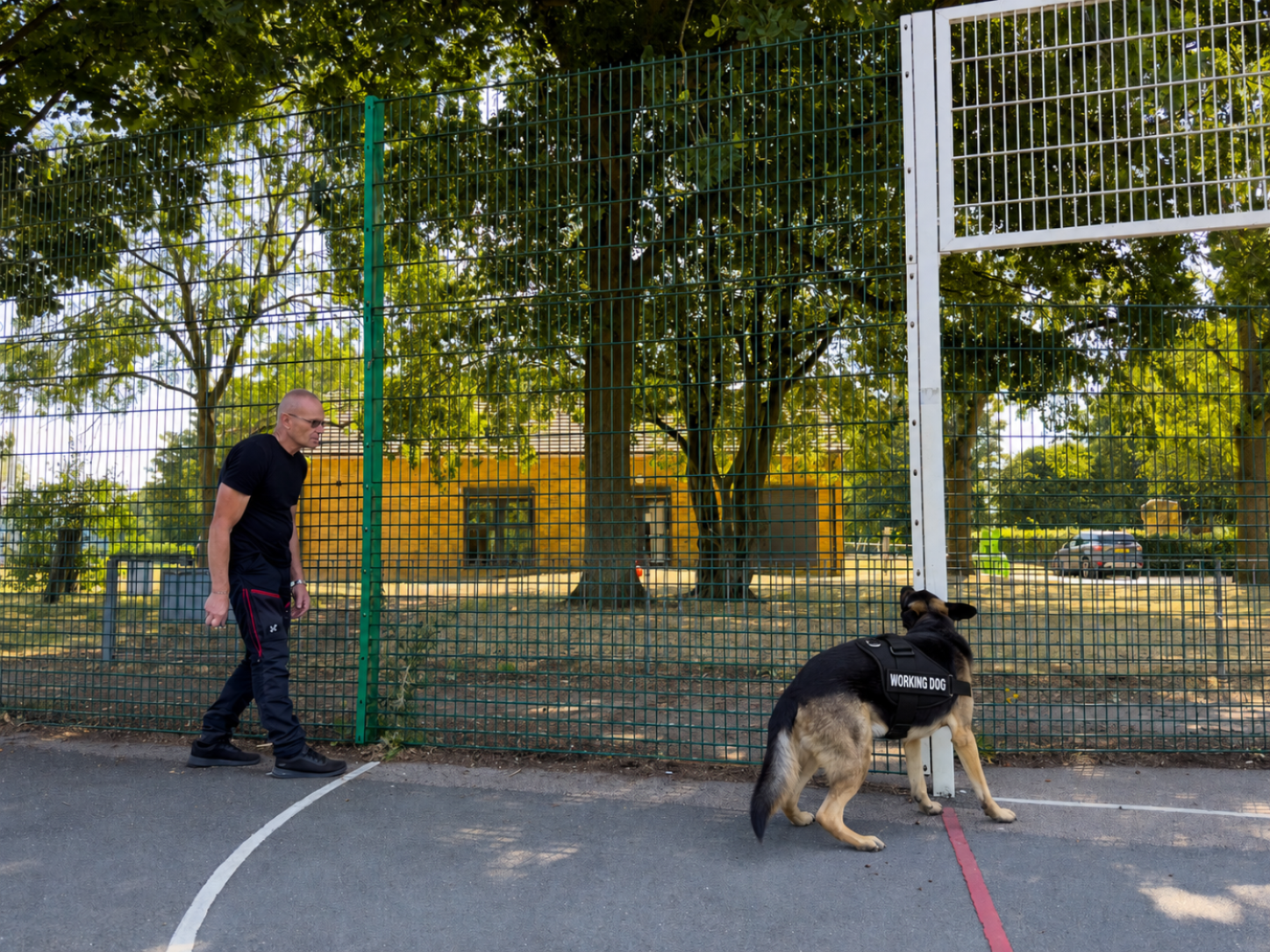 Detection dog using scent to search