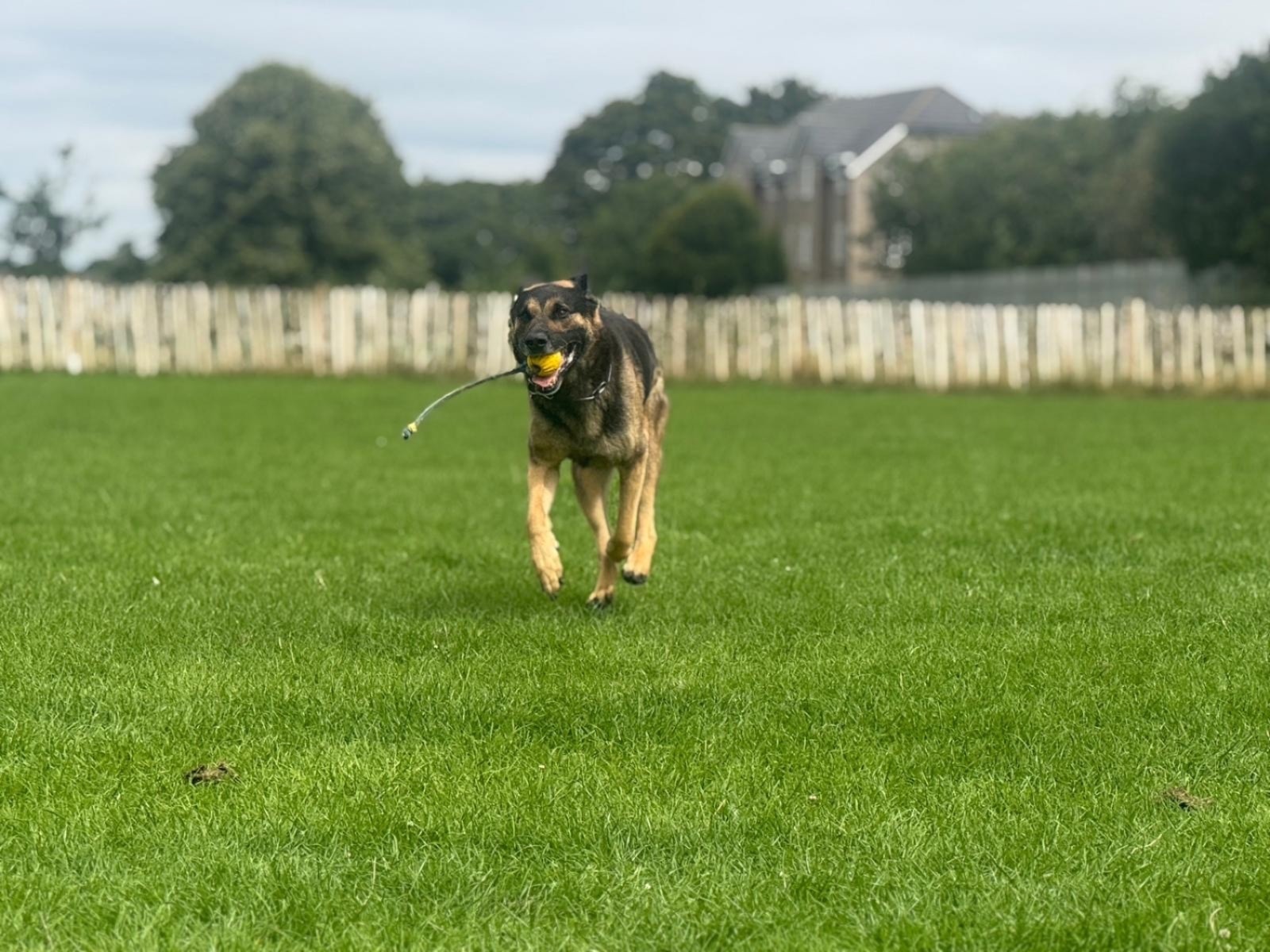 German Shepherd training session with handler