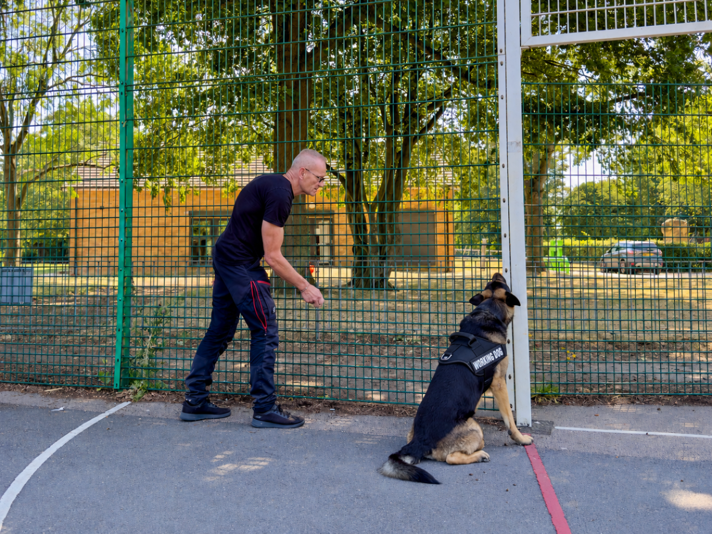 Detection dog searching for drugs or explosives