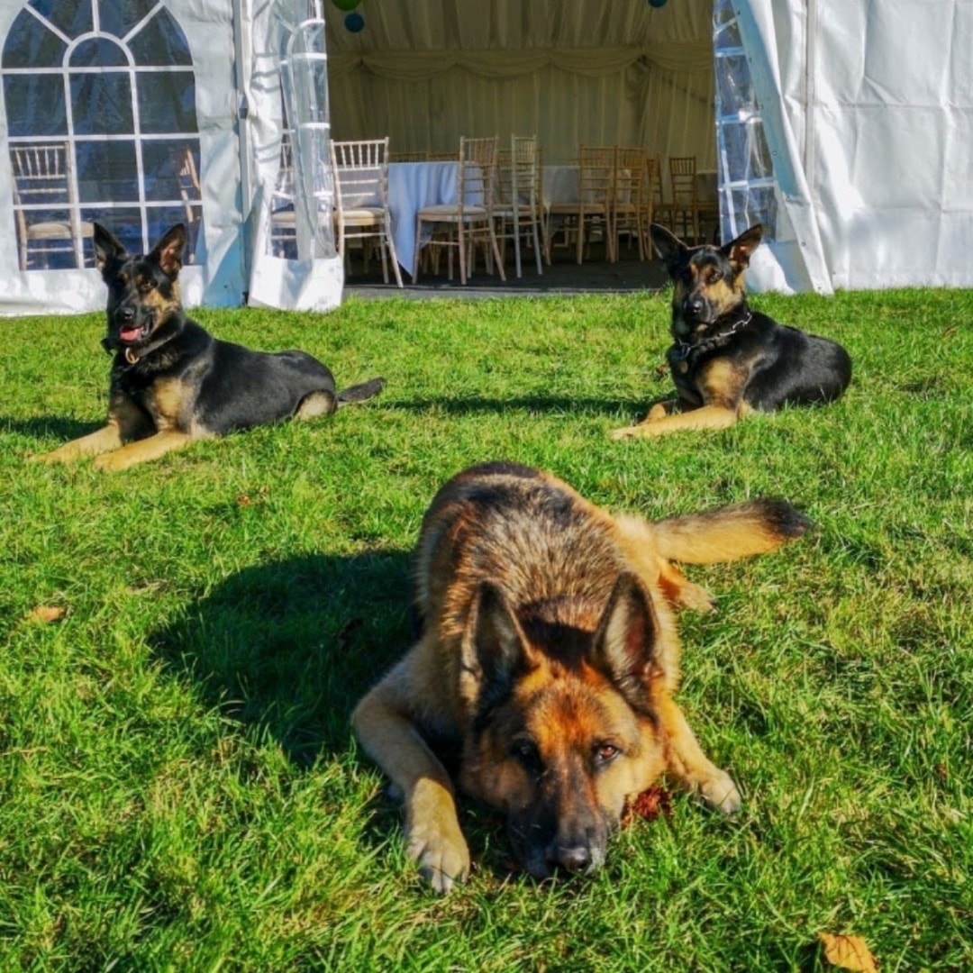 German Shepherd specialist training